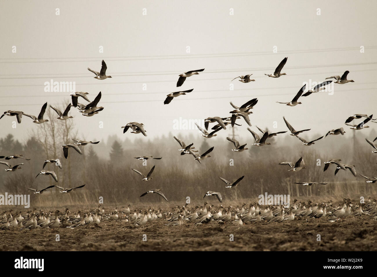 Birds and agriculture. Thousands of geese (bean goose and whitefronted