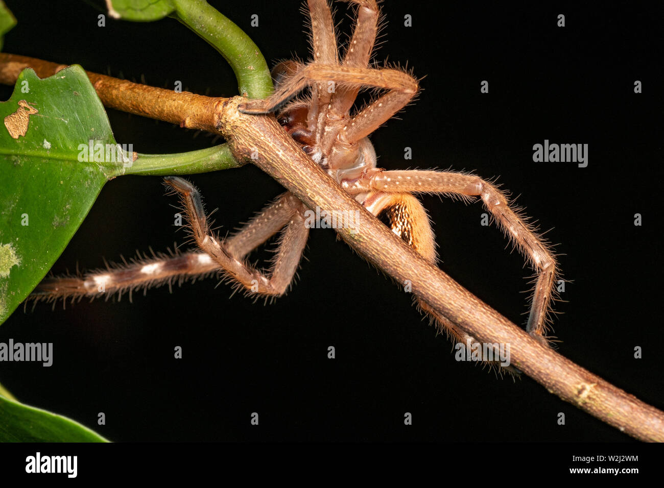 Page 3 Huntsman Spider Sparassidae High Resolution Stock Photography And Images Alamy