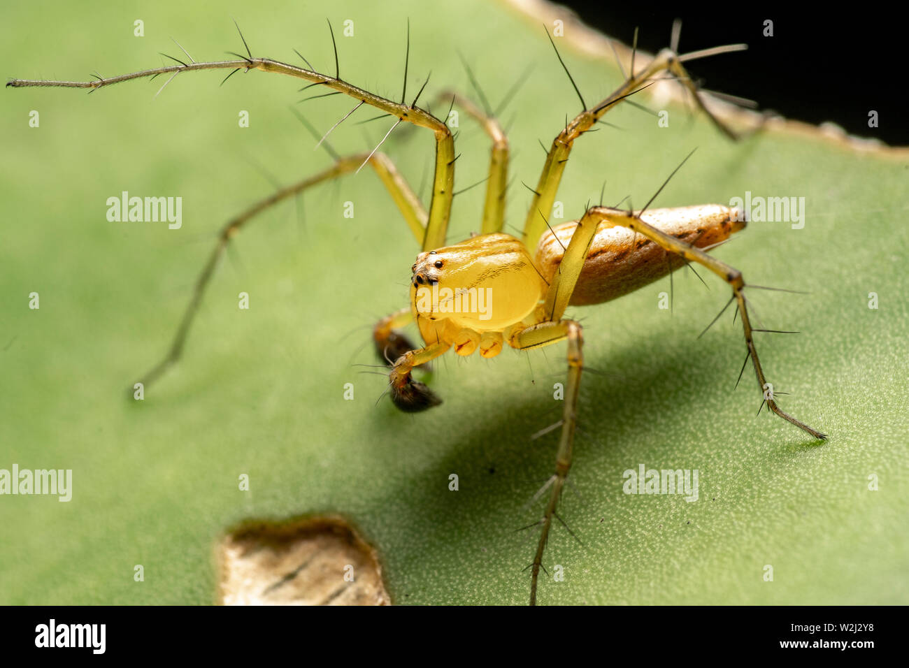Hairy lynx spider, Oxyopidae, hunting at night Stock Photo