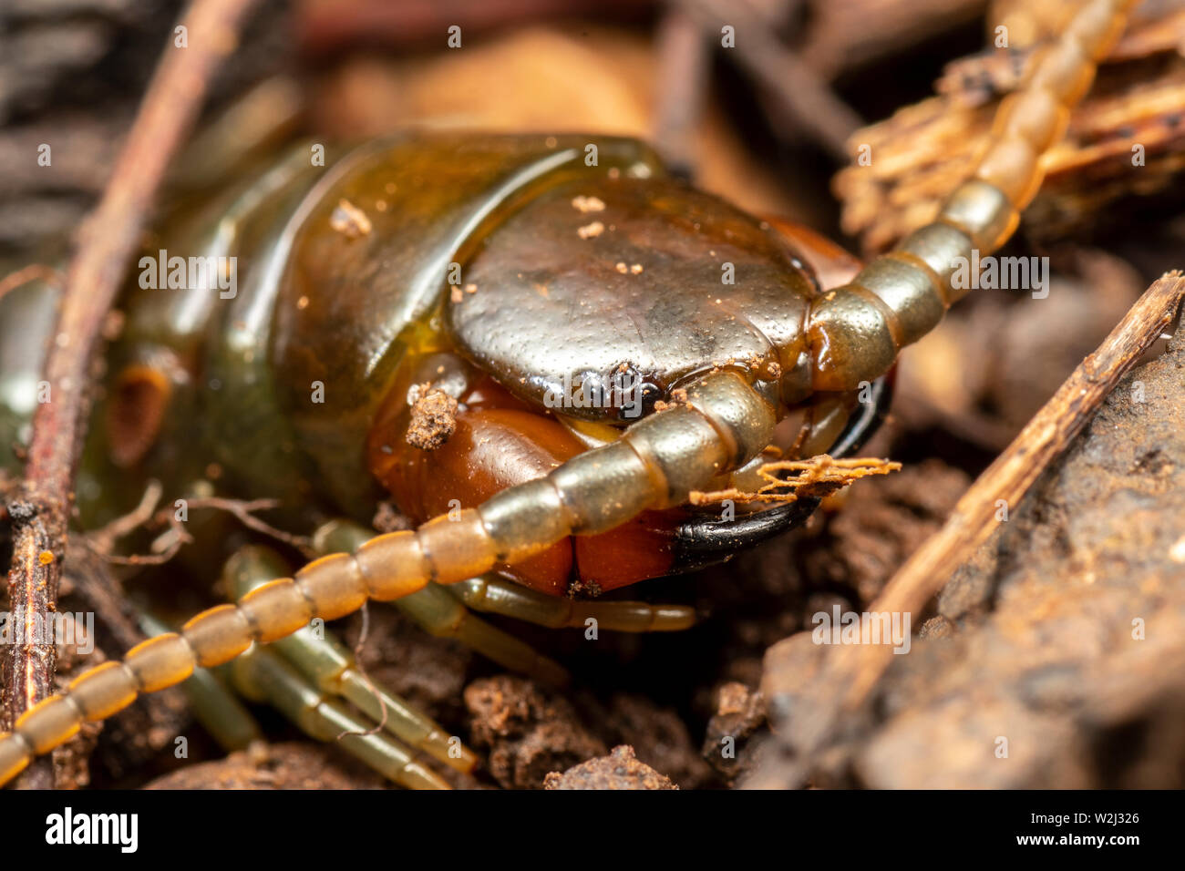 Ethmostigmus rubripes, a giant rainforest centipede, foraging on the forest floor at night. Stock Photo