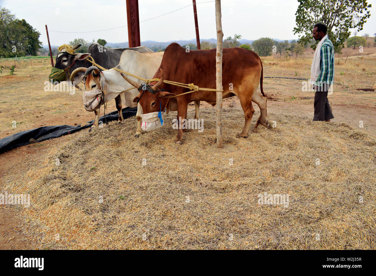 Traditional threshing method hires stock photography and images Alamy