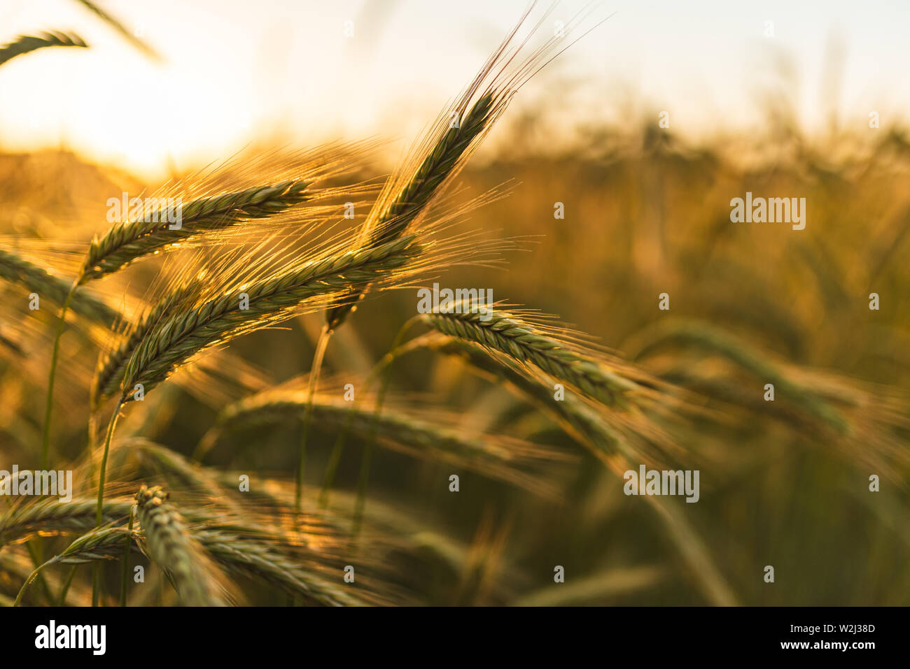 Wheat field. Ears of golden wheat close up. Beautiful Nature Sunset ...