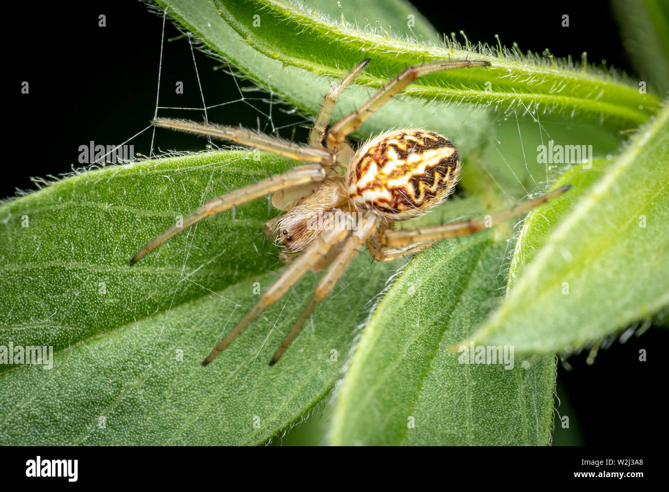 Orb weaver spider, Araneus sp. 'Brisbane', in foliage. Queensland, Australia Stock Photo