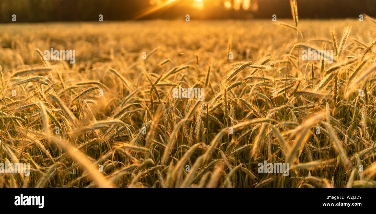Wheat field. Ears of golden wheat close up. Beautiful Nature Sunset ...