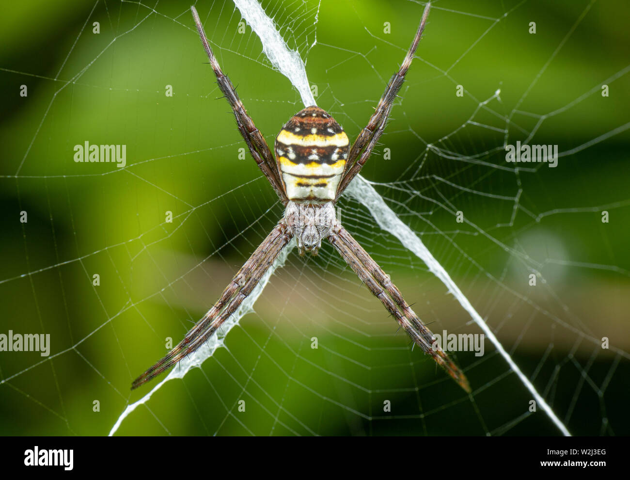 Argiope keyserlingi, the St Andrew's Cross spider, sitting on her web with stabilimentum Stock Photo