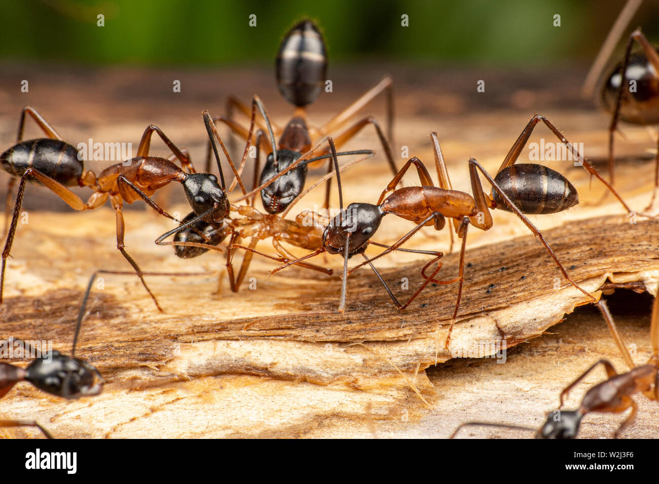 Carpenter ants hires stock photography and images Alamy