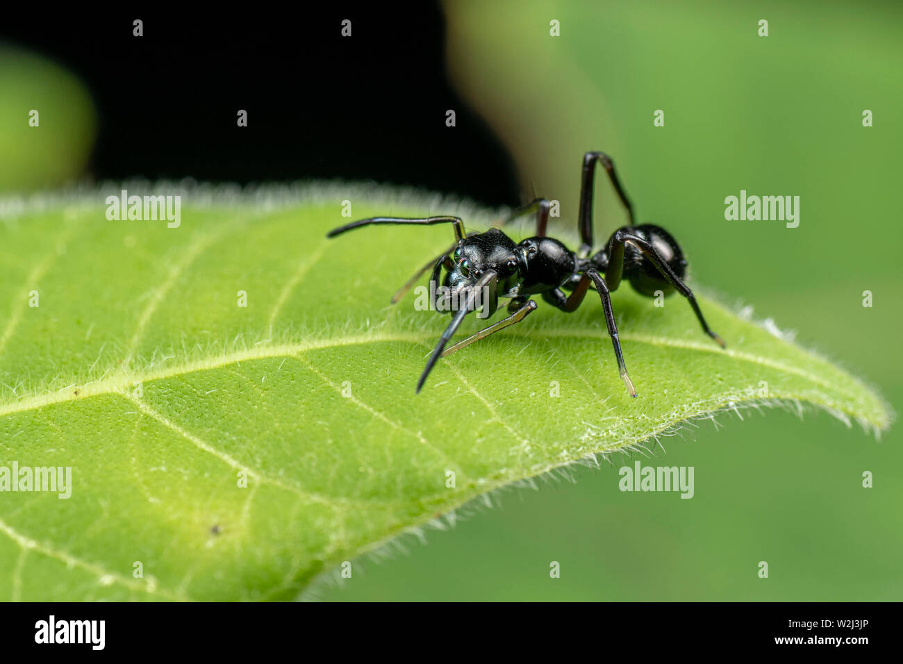 Ant mimic jumping spider from the genus Myrmarachne, Queensland, Australia Stock Photo