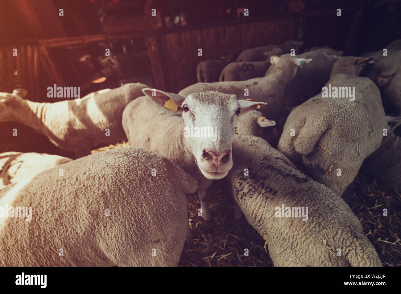 Ile de France sheep flock in pen on livestock farm, domestic animals husbandry concept Stock Photo