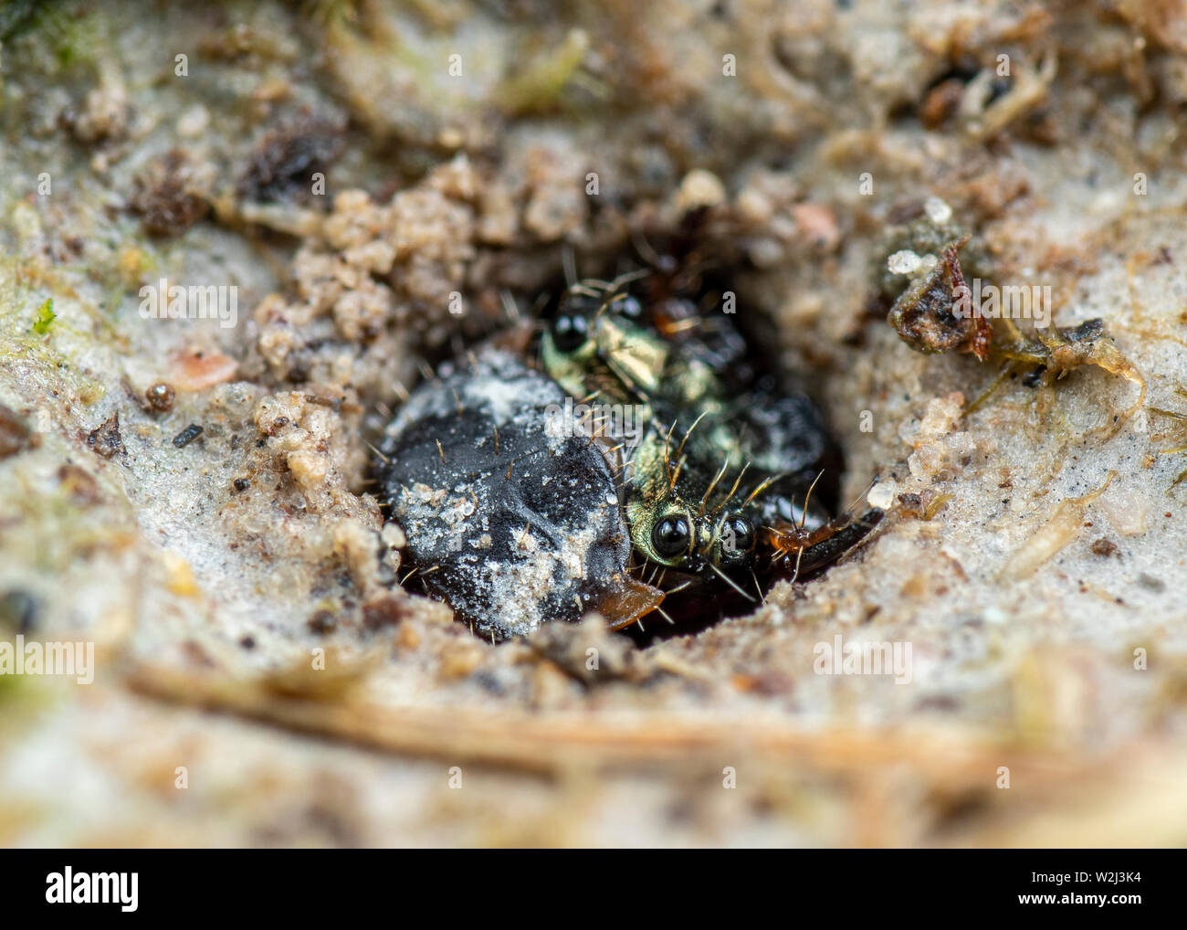 Larval form of a tiger beetle, Cicindelidae, waiting to ambush prey from its burrow Stock Photo