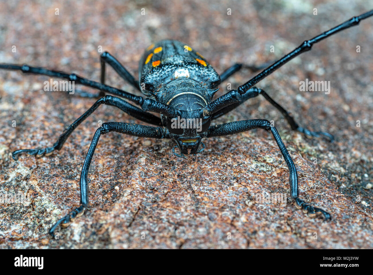 Batocera frenchi, a large longicorn beetle with spectacular orange markings Stock Photo