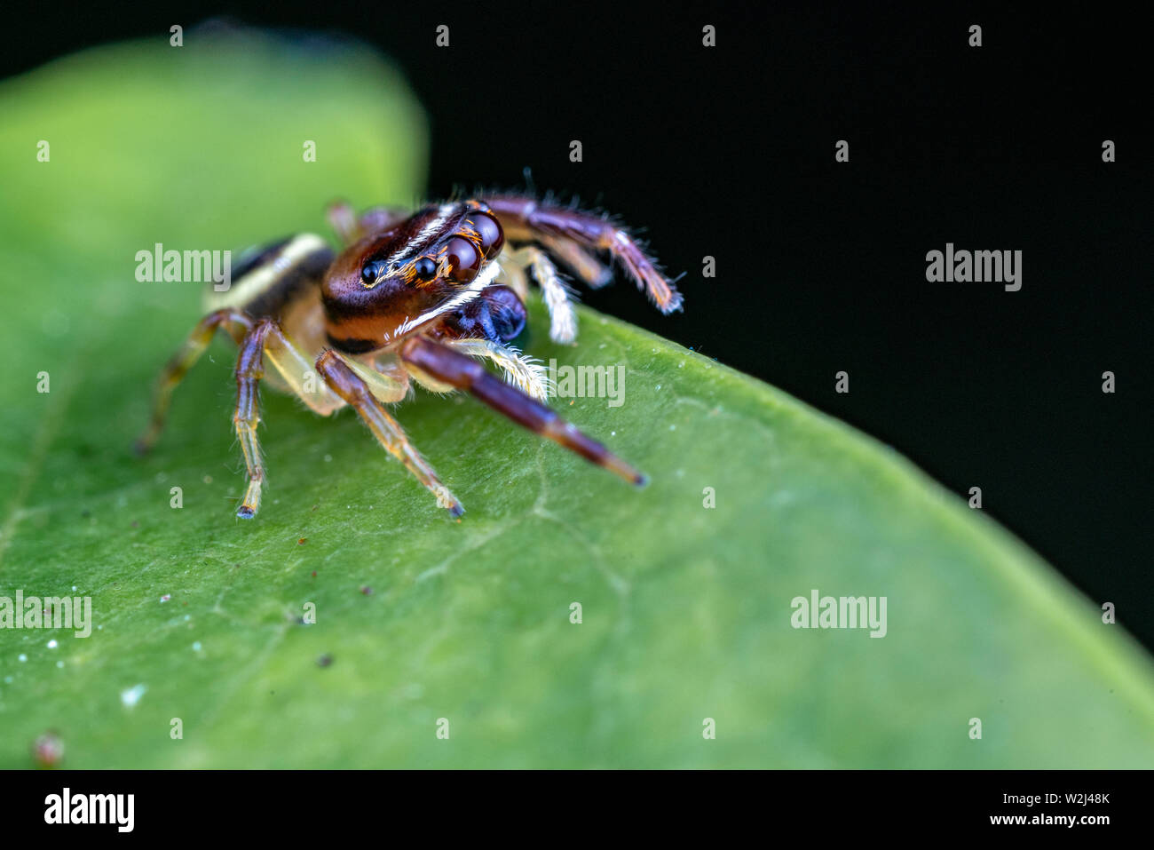 A female Opisthoncus sp. jumping spider - the Northern long-jawed jumper, hunting for prey on a leaf in tropical Queensland Stock Photo