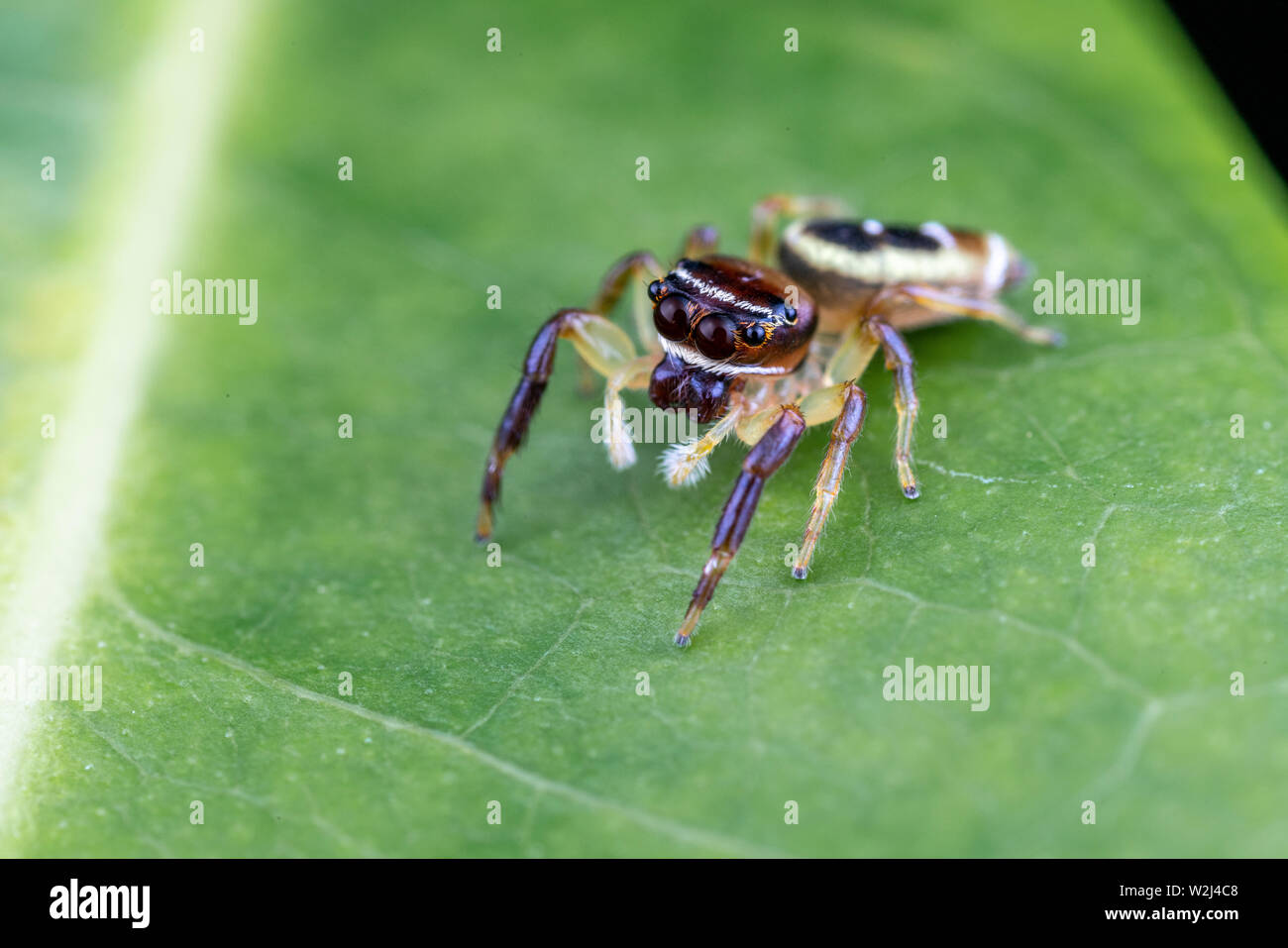 A female Opisthoncus sp. jumping spider - the Northern long-jawed jumper, hunting for prey on a leaf in tropical Queensland Stock Photo