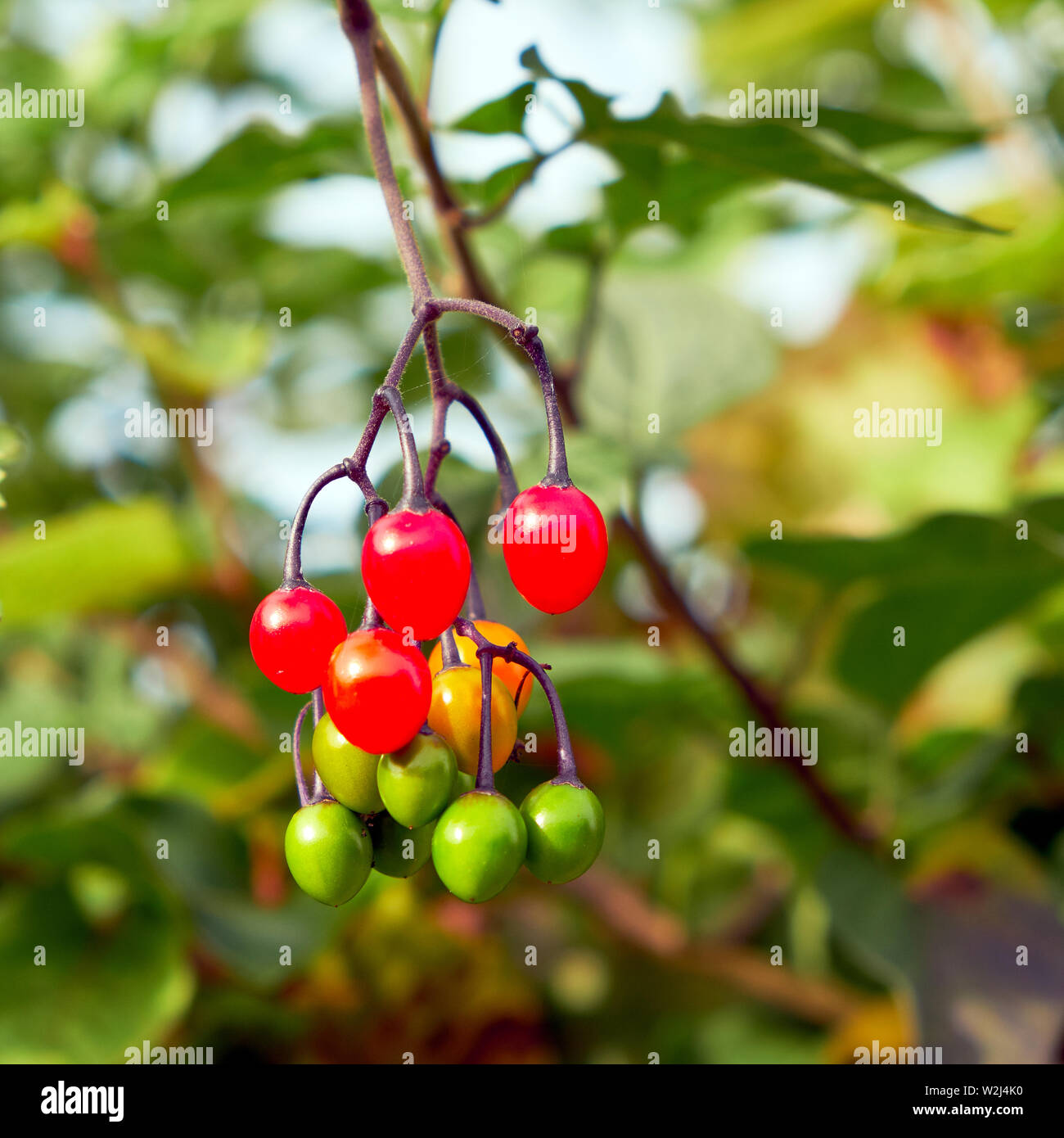 Climbing nightshade hires stock photography and images Alamy