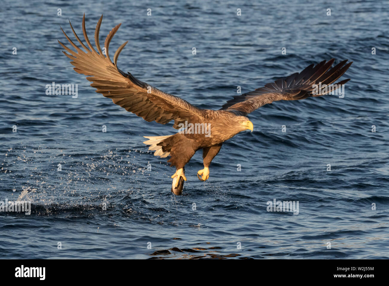 White-tailed sea eagle (Haliaeetus albicilla) in flight, hunting and catching fish, Flatanger, Norway Stock Photo