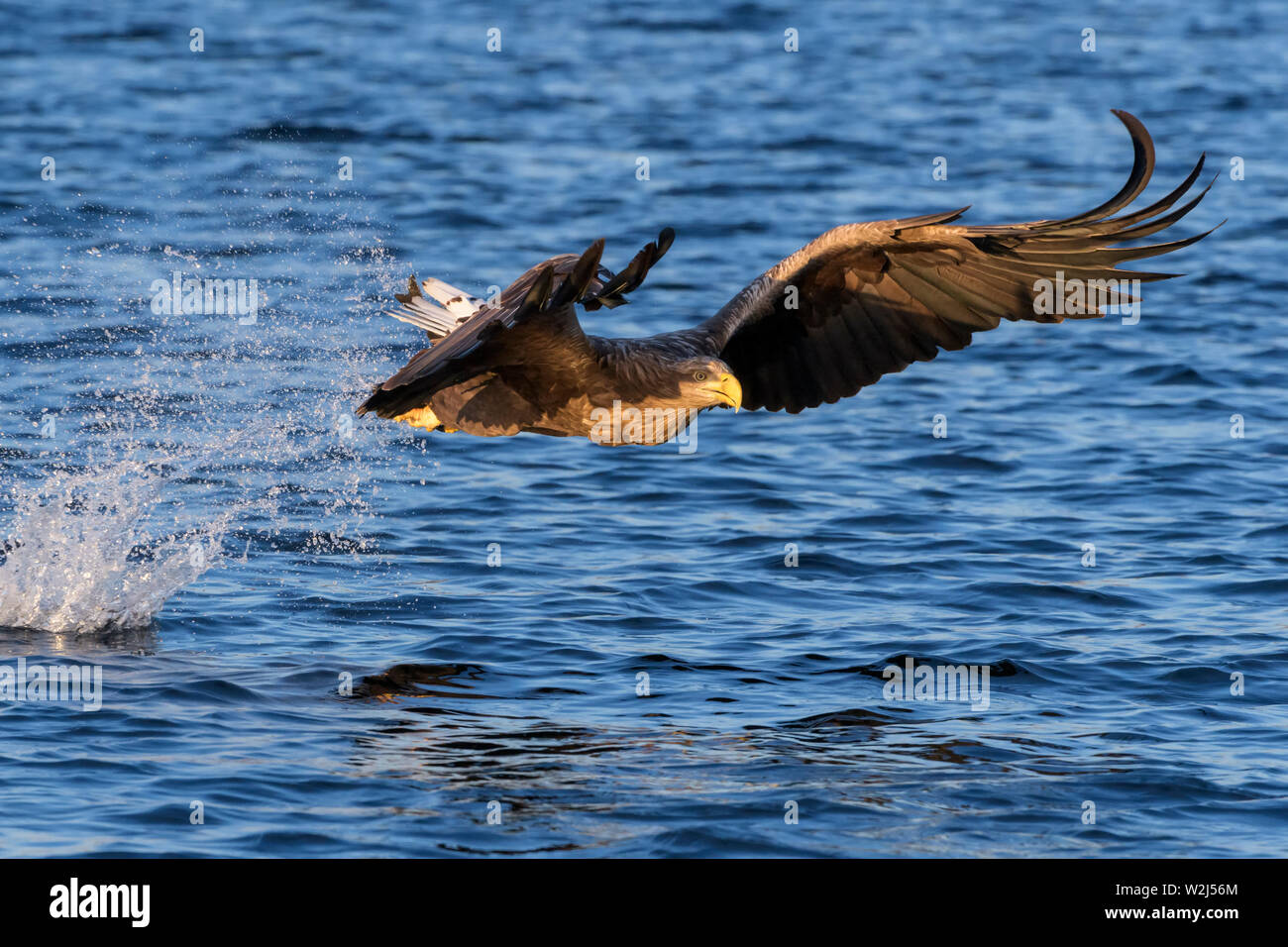 White-tailed sea eagle (Haliaeetus albicilla) in flight, hunting and catching fish, Flatanger, Norway Stock Photo