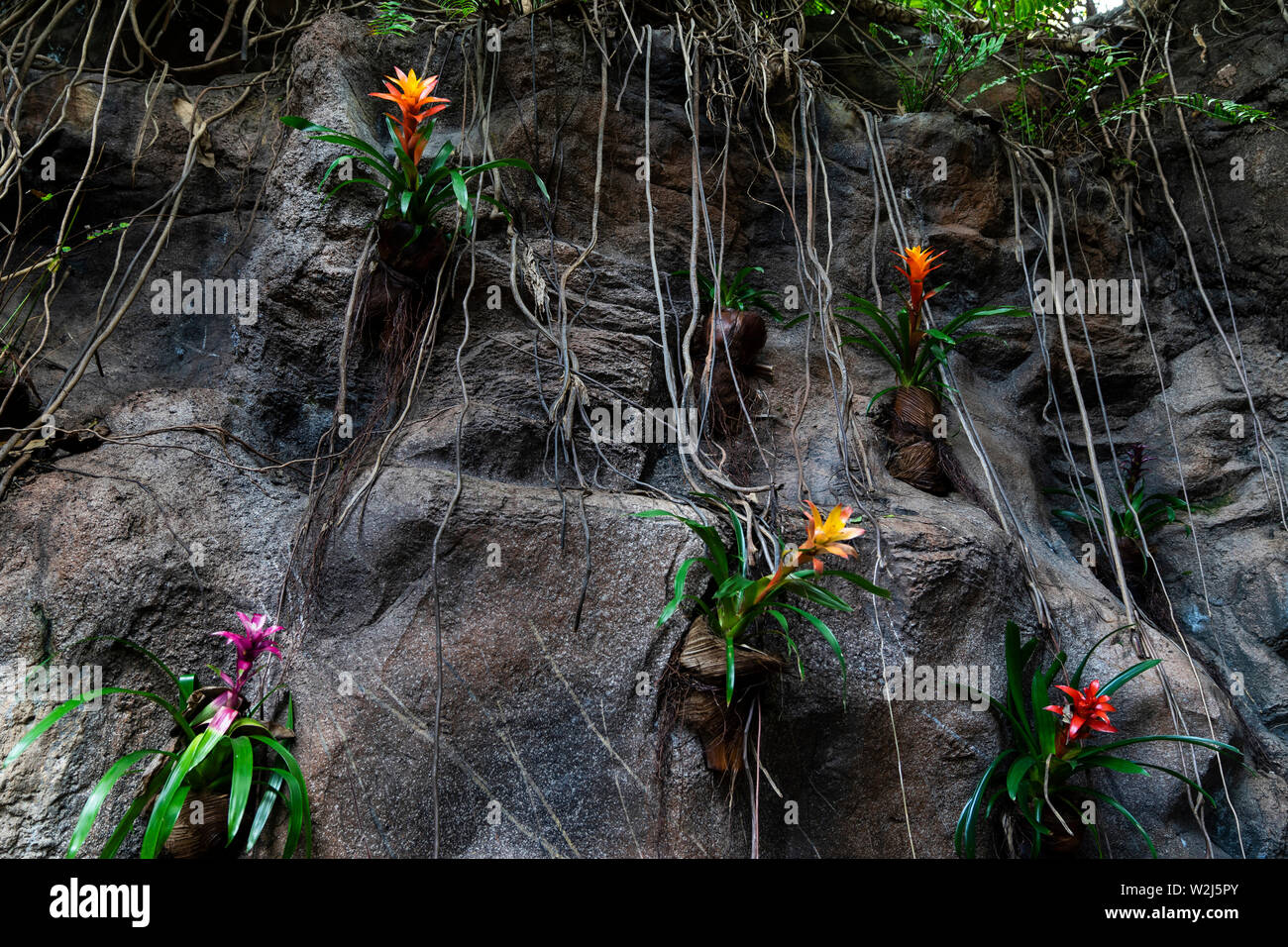 Beautiful rocks with colorful plants.Guzmania lingulata Stock Photo