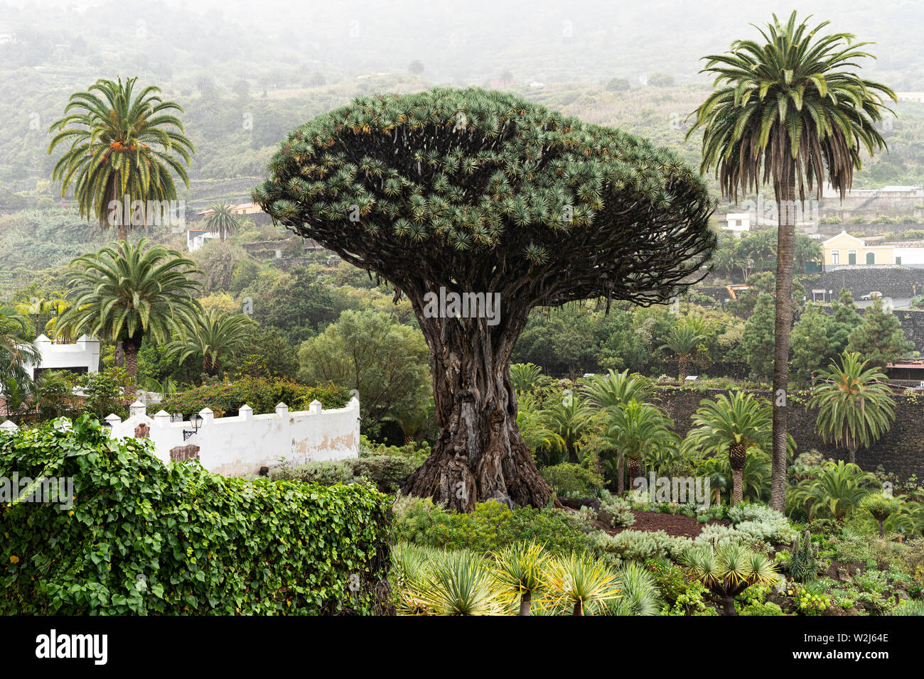 View to botanical garden and famous millennial tree Drago in Icod de los VInos, Tenerife, Canary Islands Stock Photo