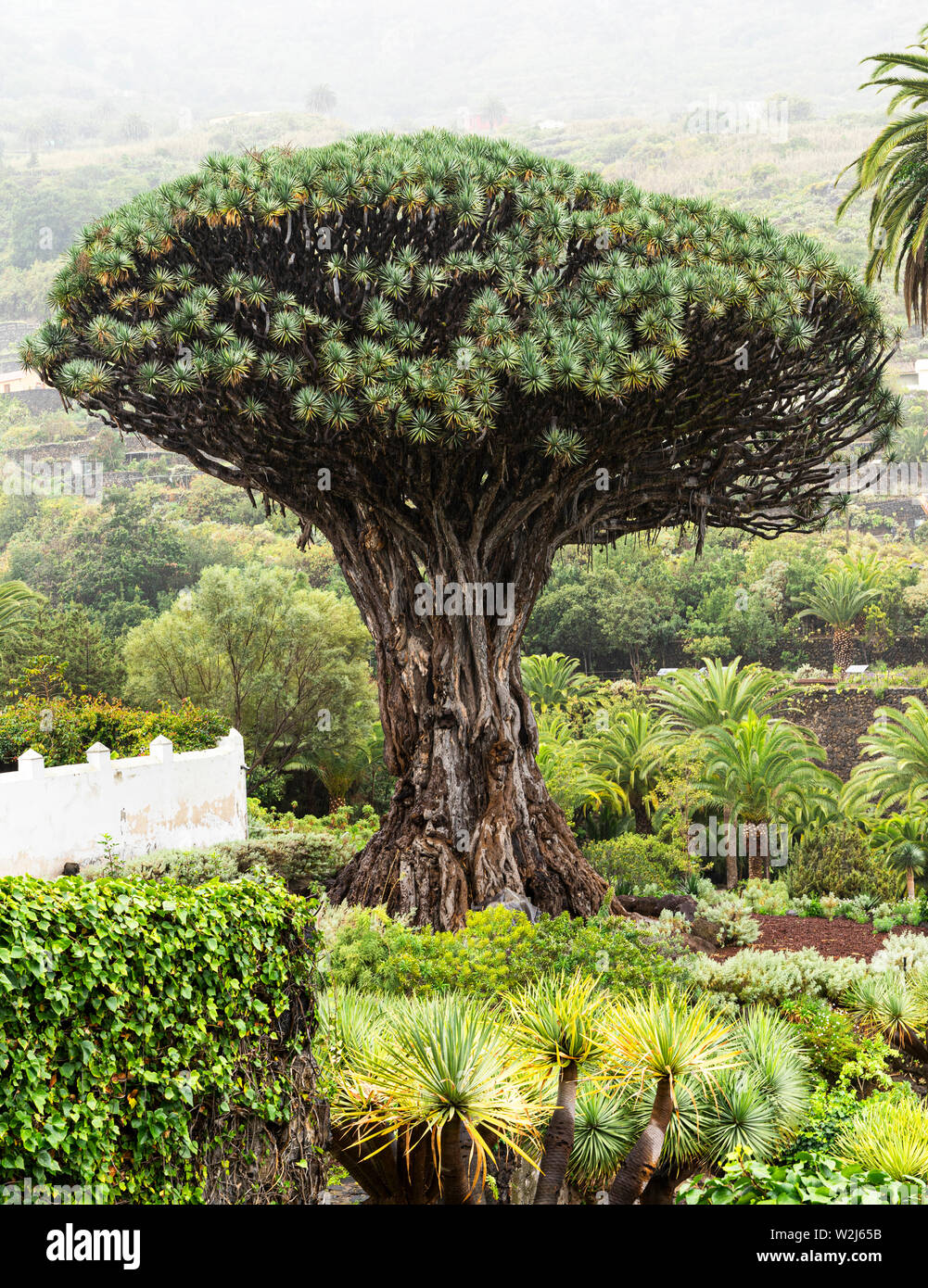 View to botanical garden and famous millennial tree Drago in Icod de los VInos, Tenerife, Canary Islands Stock Photo