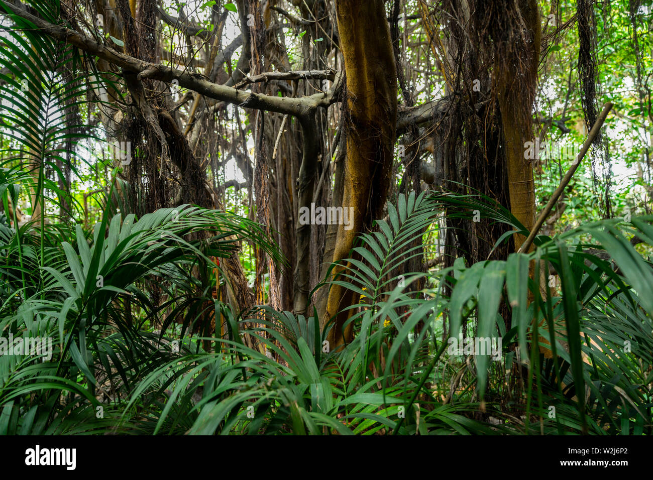 wild tropical vegetation with natural plants and greenery Stock Photo