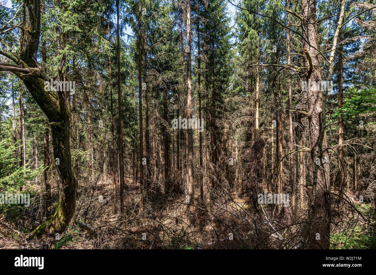Forest damage due to drought and bark beetle in the Taunus. Stock Photo