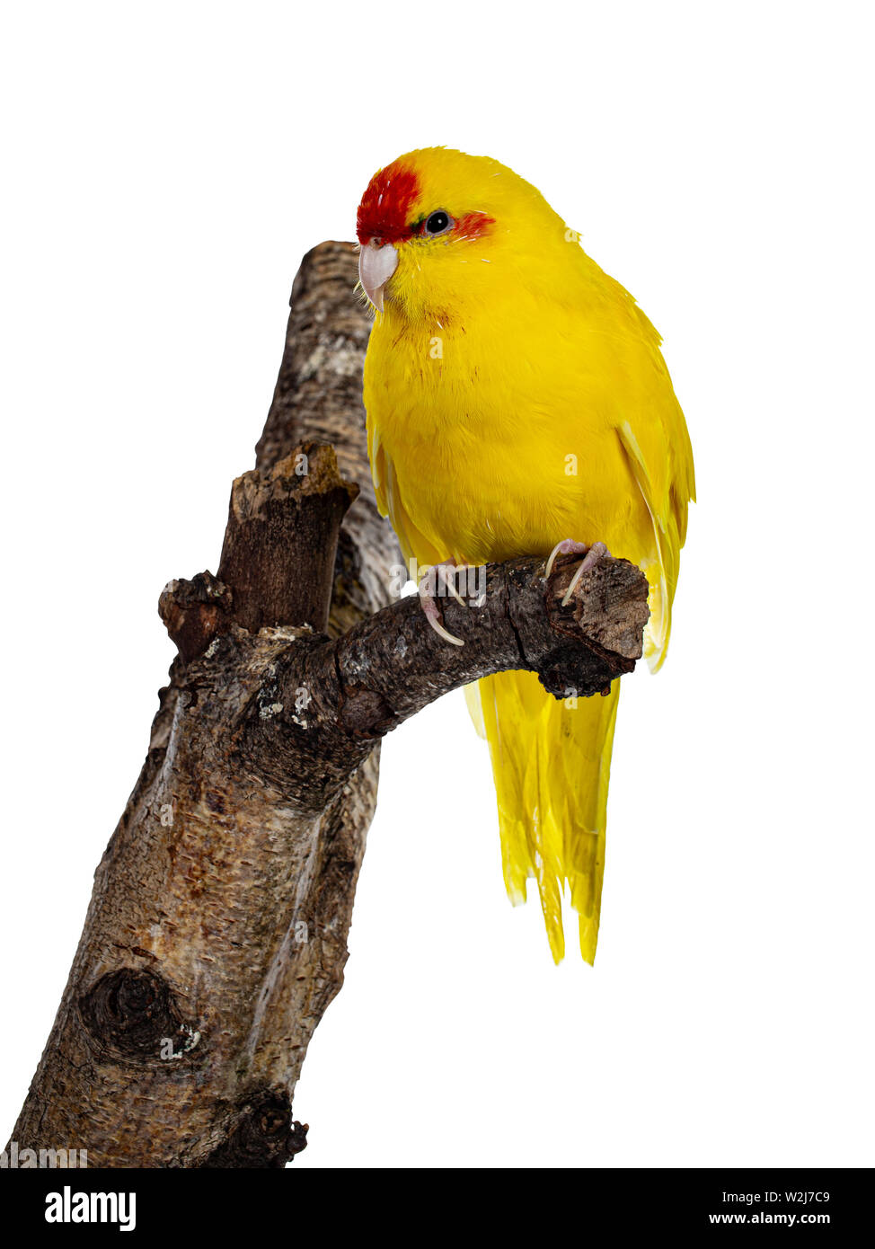 Red crowned yellow Kakariki bird sitting side ways on branch of