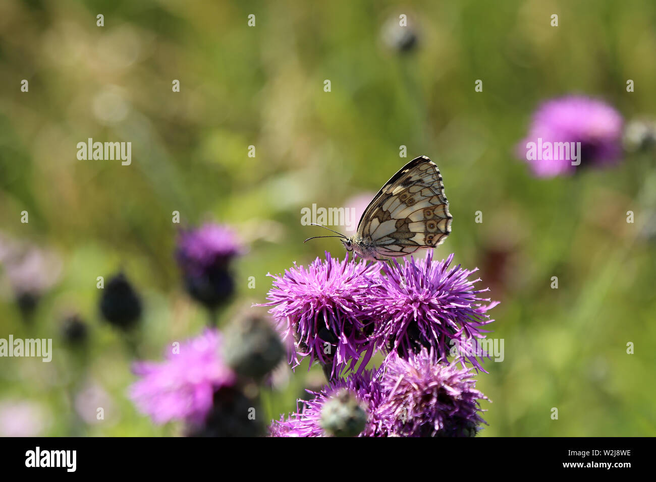 Beautiful butterfly drinks nectar from a flower Stock Photo Alamy