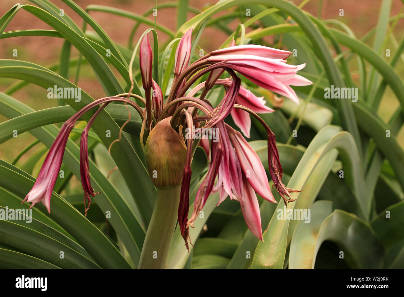 Ornamental plants - Crinum sp. in blossom Stock Photo