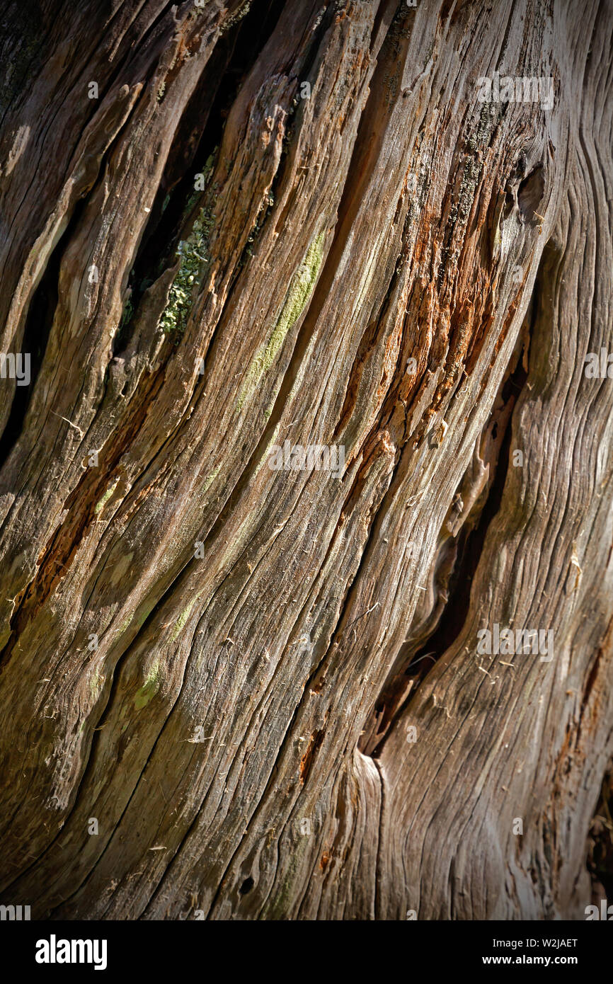 Ancient Yew tree wood grain with cracked and weathered surface concept Stock Photo