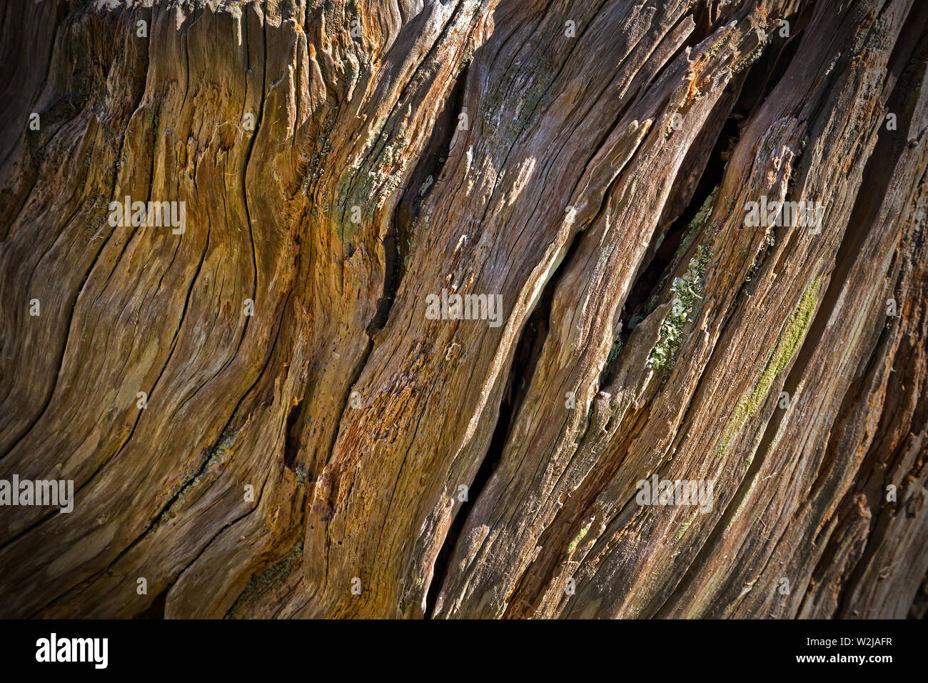 Yew wood hires stock photography and images Alamy