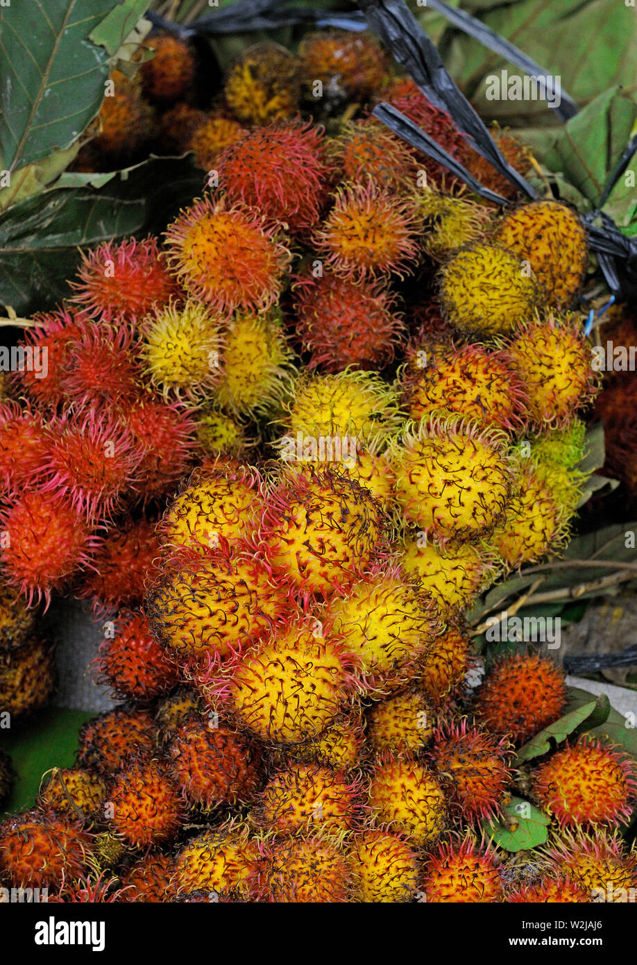 jakarta, dki jakarta/indonesia - december 08, 2008: a bunch of rambutan displayed for sale at a market in tanjung priok Stock Photo