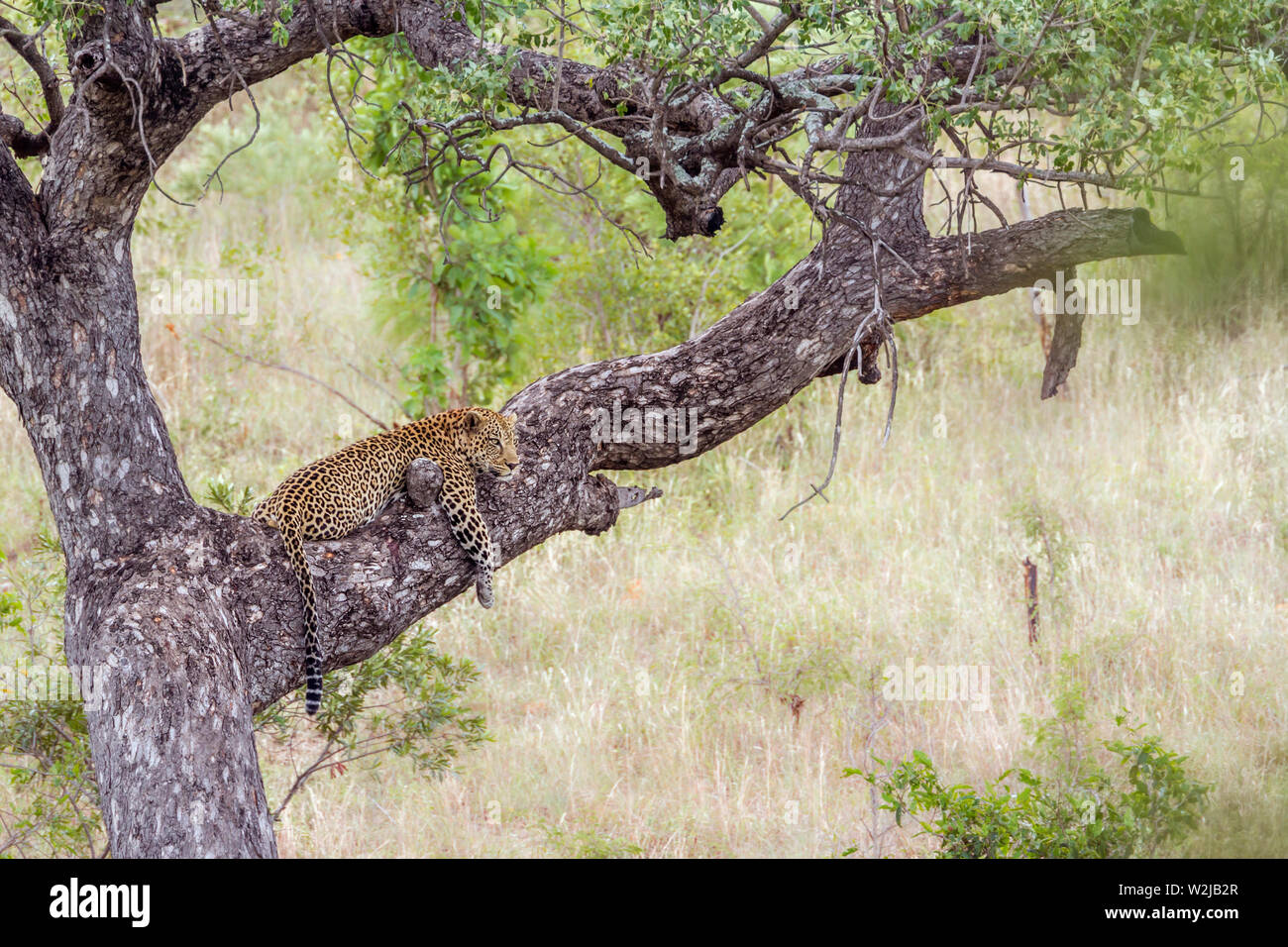 Leopard lying down on a tree in Kruger National park, South Africa ; Specie Panthera pardus family of Felidae Stock Photo