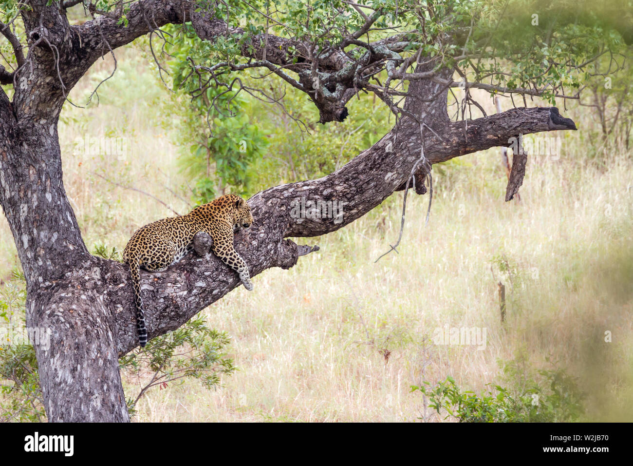 Leopard lying down on a tree in Kruger National park, South Africa ...
