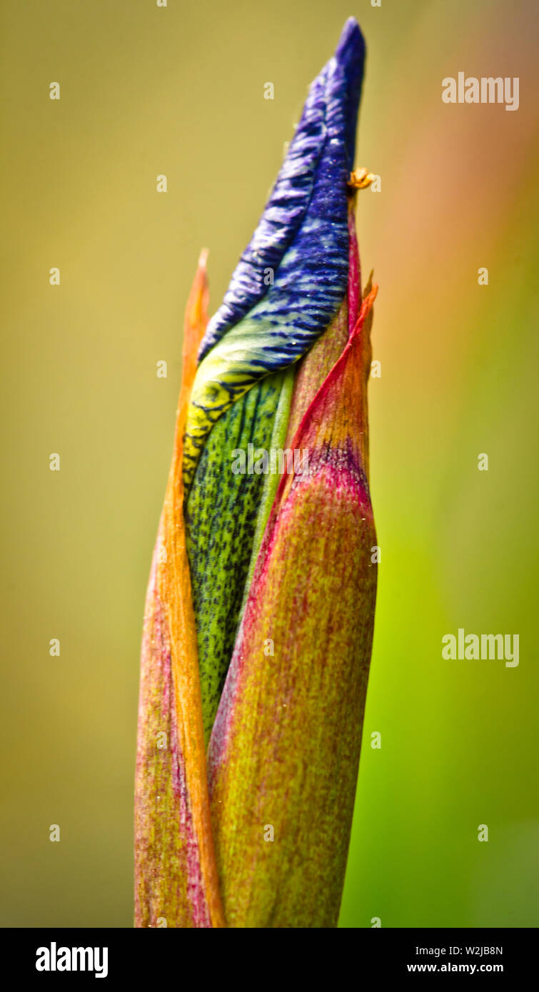 beautiful bud of a blue lily Stock Photo Alamy