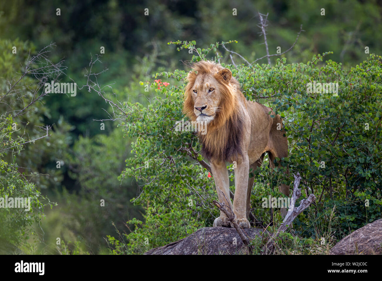 Male Lion Standing Rock High Resolution Stock Photography and Images ...