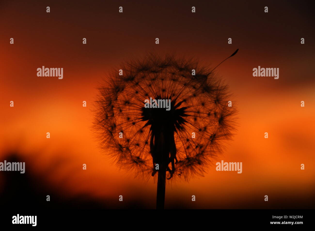 Dandelion clock photography hi-res stock photography and images - Alamy