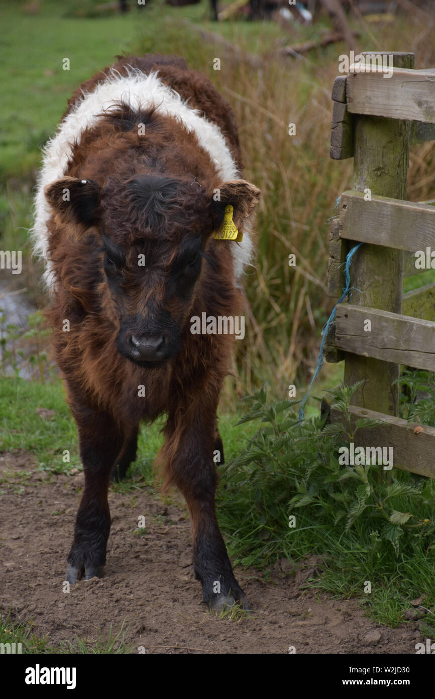 Cute brown and white belted galloway calf with spindly legs. Stock Photo