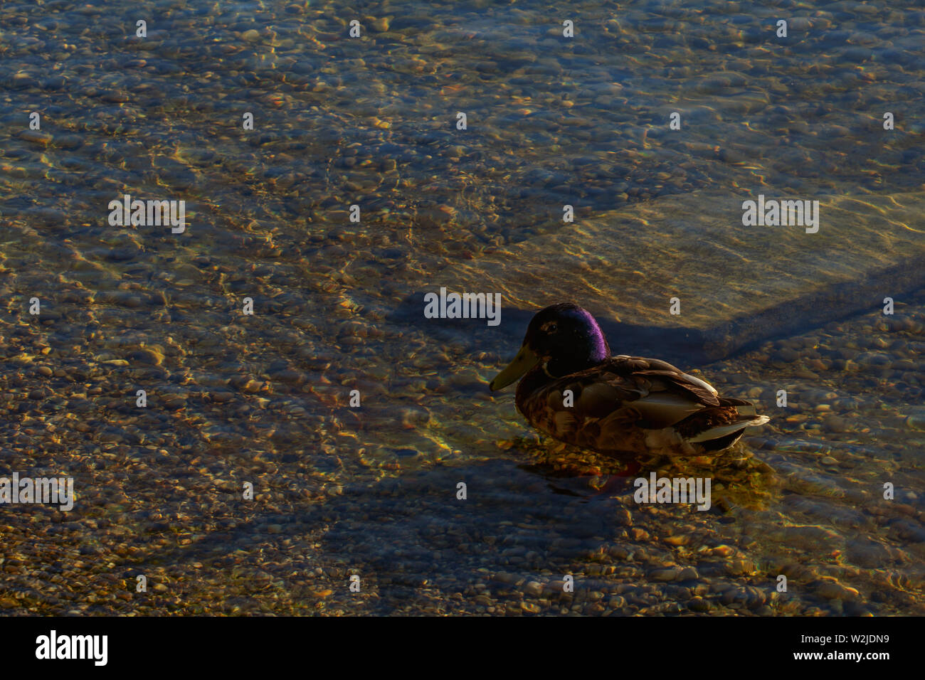 The golden light of the evening shines on the water and the duck. Stock Photo