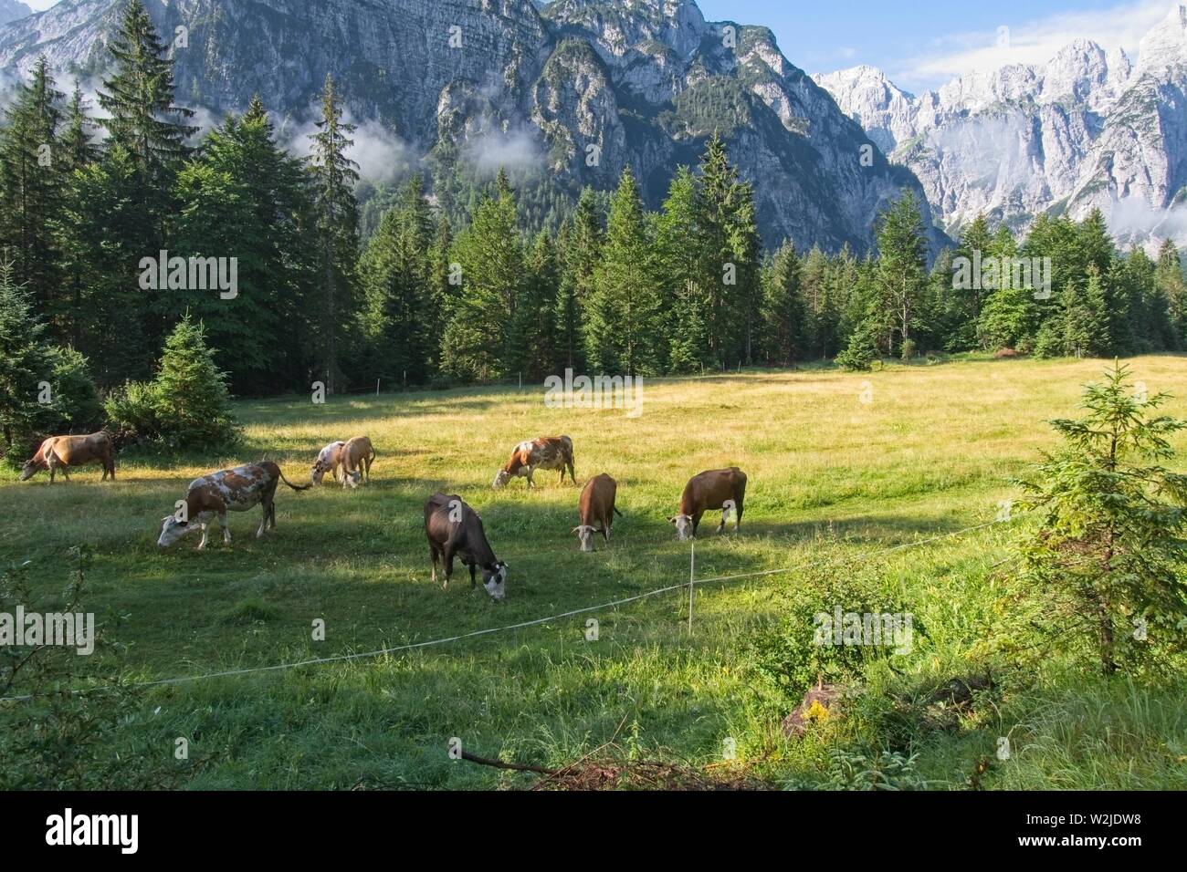 Farm cows graze on the green slopes of the mountains.  The concept of ecological and photo tourism Stock Photo