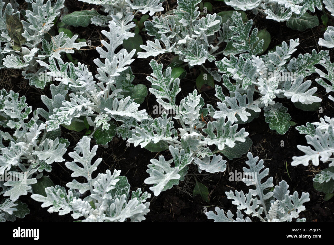 Gray green leaves of cineraria in macro. Exotic dusty miller plant close-up. Natural background of cineraria maritima. Silver dust herb. Stock Photo