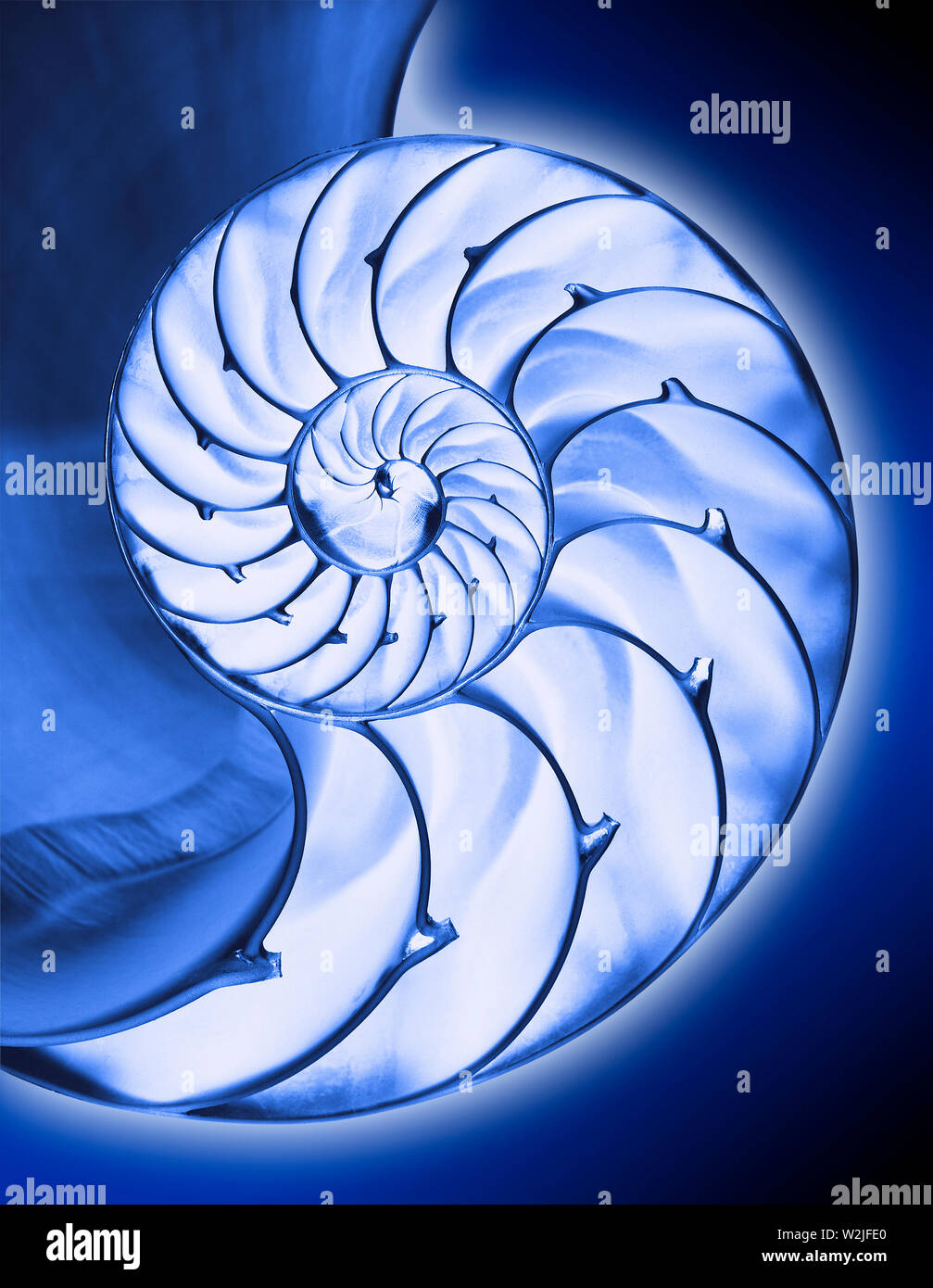 Save Download Preview Blue Nautilus shell interior on black Stock Photo