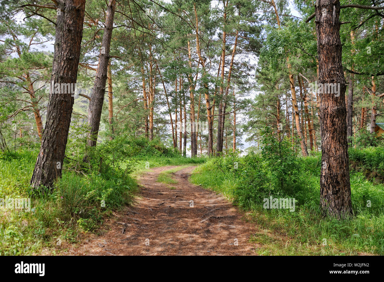 = On a Path Between the Tall Pine Trees in Chemal =  Walking on a path between the tall Siberian pine trees to the place where Chemal River flows into Stock Photo