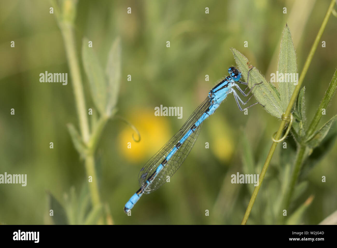 Common Blue Damselfly (male Stock Photo - Alamy