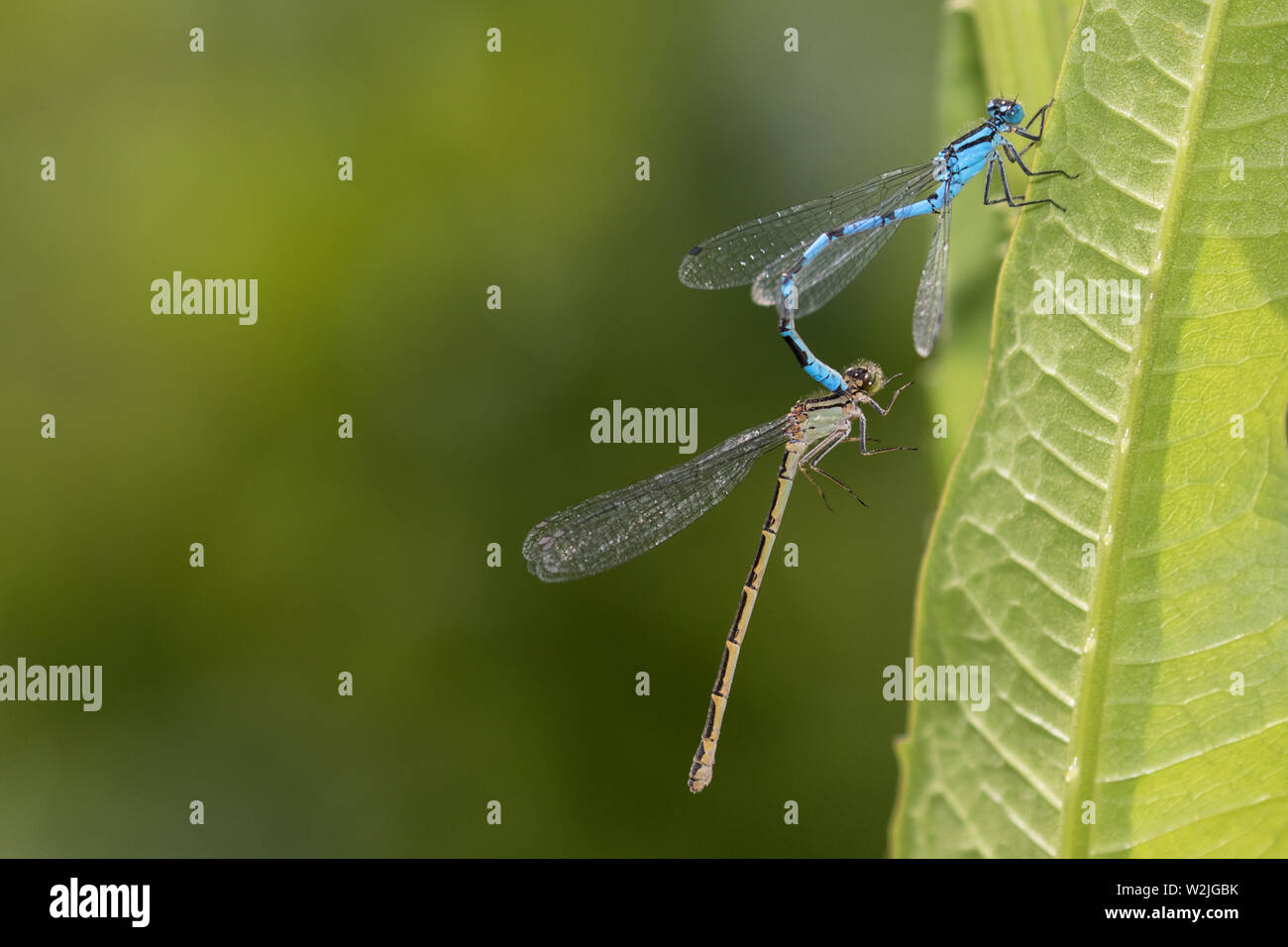 Common Blue Damselfly (male) mating Stock Photo - Alamy