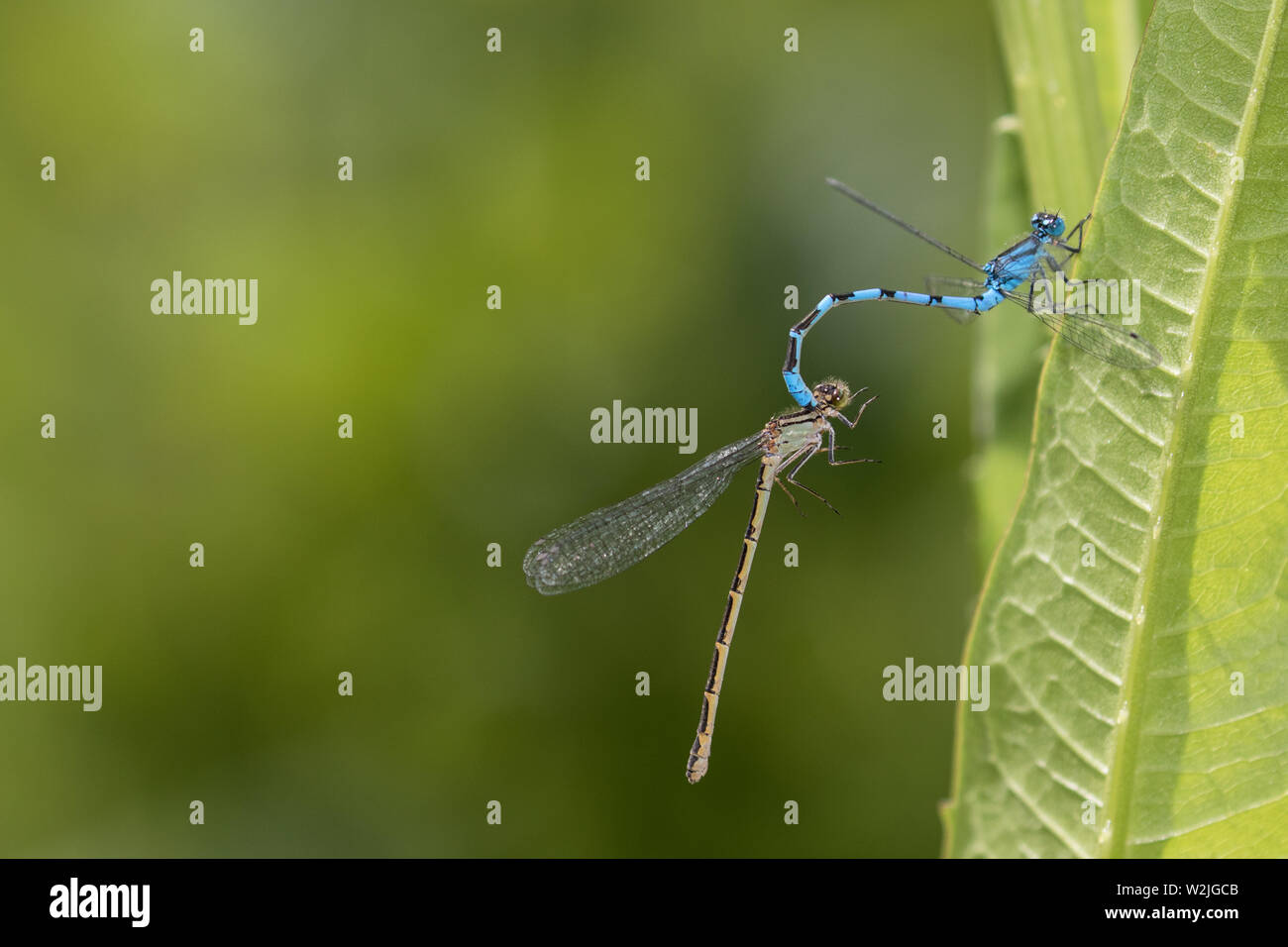 Common Blue Damselfly (male) mating Stock Photo - Alamy