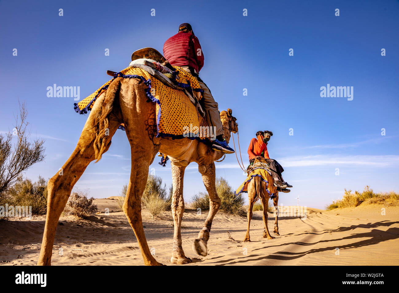 dromedary with tourist in the thar desert Stock Photo