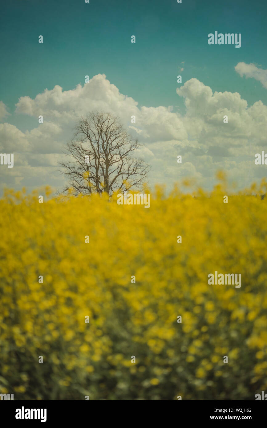 Beautiful landscape of blooming yellow raps field Stock Photo