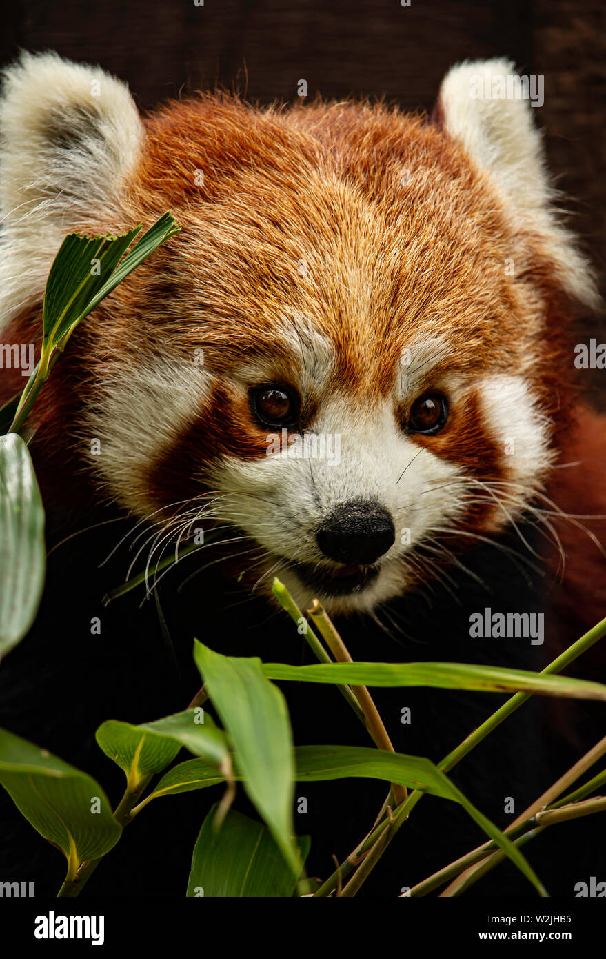 Red Panda at Longleat safari park UK Stock Photo Alamy