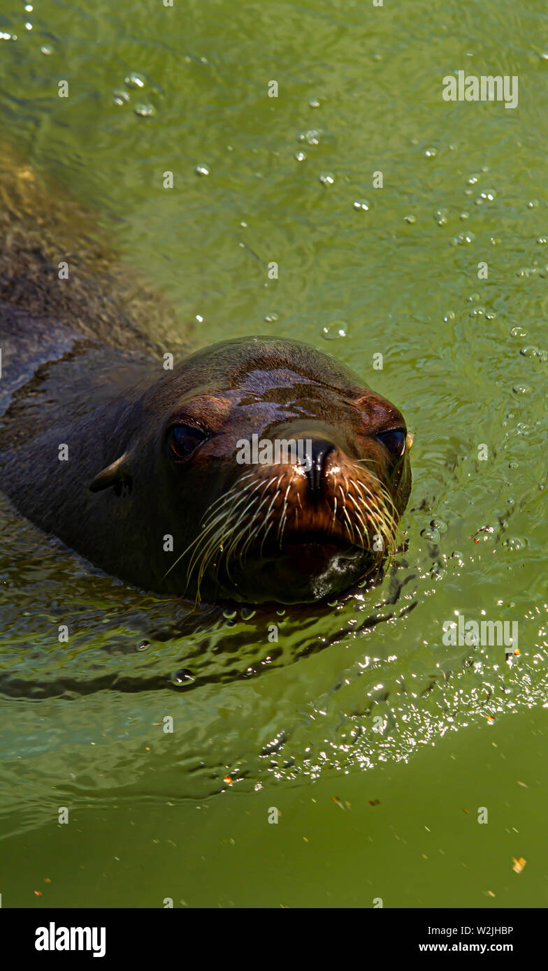 Seal, Taken at Longleat safari park, UK Stock Photo