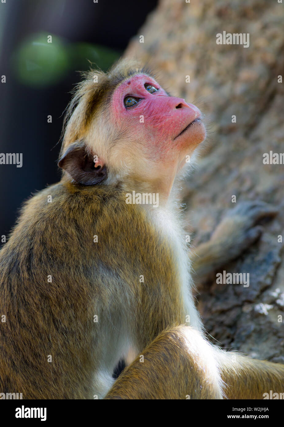 Exotic asian wildlife hi-res stock photography and images - Alamy