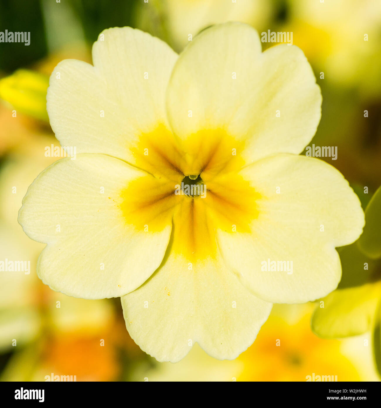 A macro shot of a commmon primrose bloom. Stock Photo